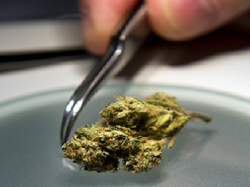 cannabis testing.png