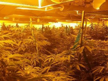 mmj4.png