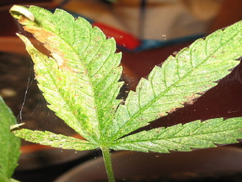 plant.png