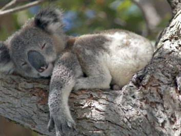 koala.jpg