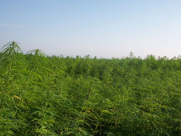 hemp.png