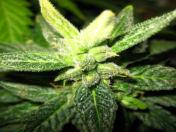 1hemp.png