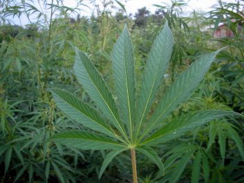 1024px-Cannabis_02_bgiu.jpg