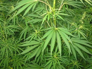 1024px-Cannabis_01_bgiu.jpg