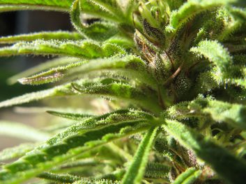 1024px-FemaleCannabisCluster.jpg