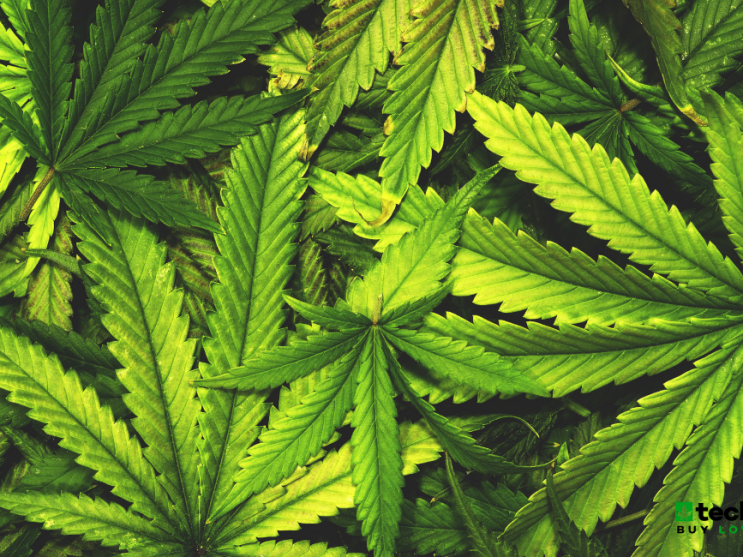 Emerald health bioceuticals (1).png