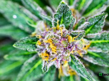 Organigram (1).png